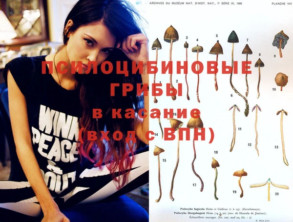 сатива Новозыбков